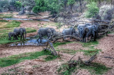 Horses grazing in park