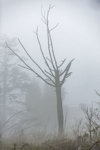 Bare tree on field against sky during winter