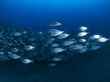 Fish swimming in sea