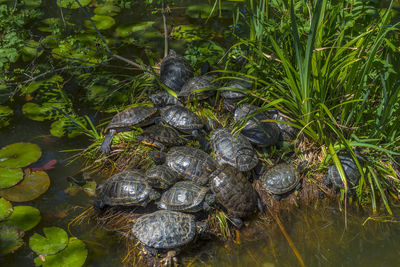 High angle view of shells in lake