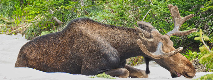 View of an animal on field