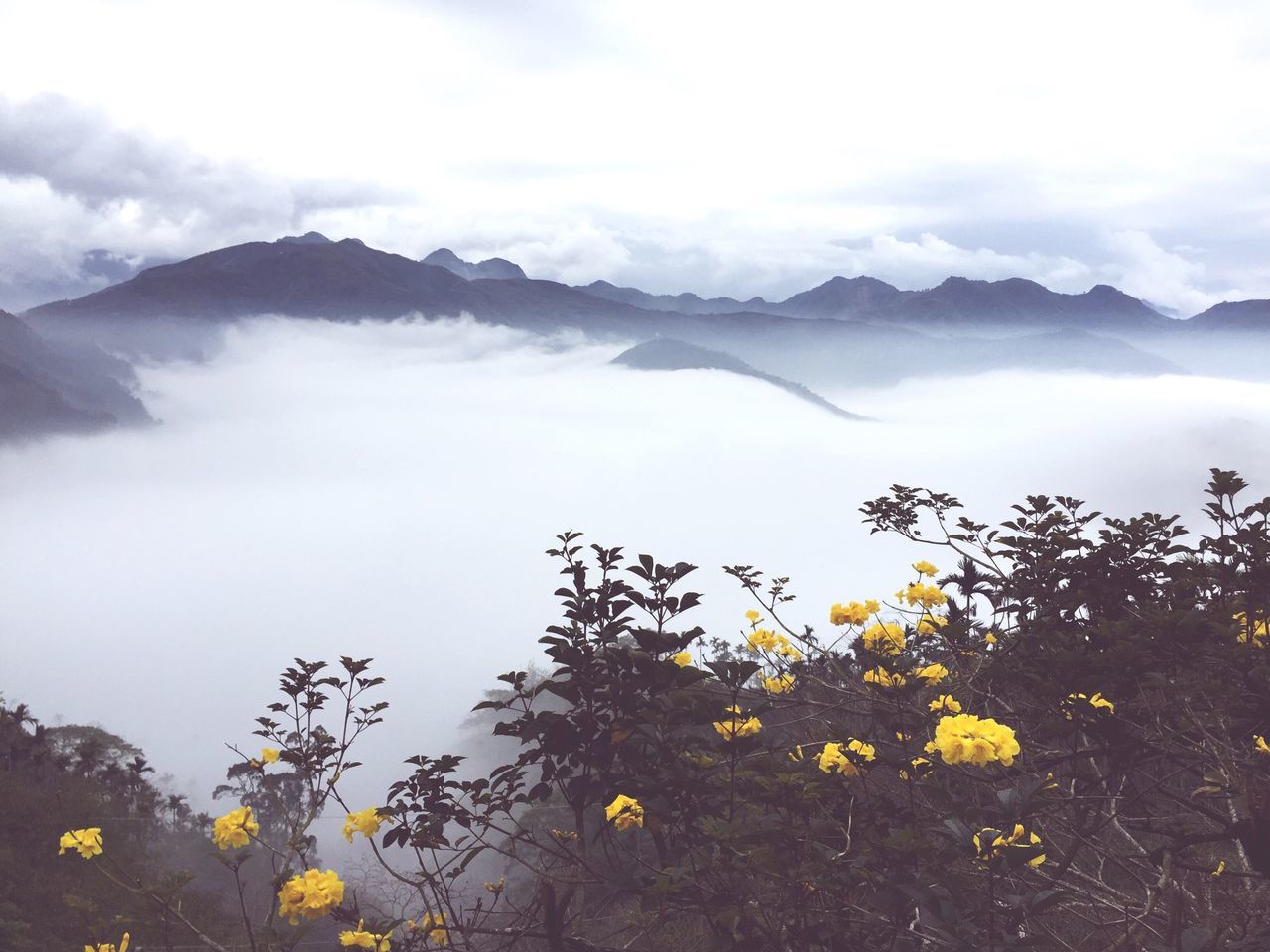 mountain, beauty in nature, flower, mountain range, sky, tranquil scene, scenics, tranquility, growth, nature, yellow, plant, landscape, cloud - sky, idyllic, freshness, cloud, non-urban scene, day, outdoors
