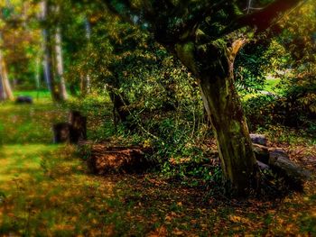 Trees on field in forest