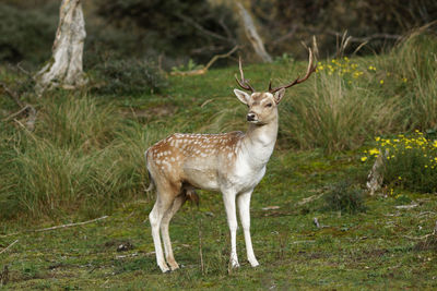 Portrait of deer