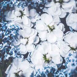 Close-up of white cherry blossom