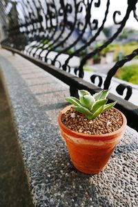 High angle view of potted plant on footpath
