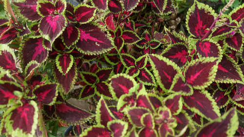 Full frame shot of red flowering plant