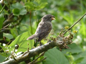 Close-up of bird perching on tree