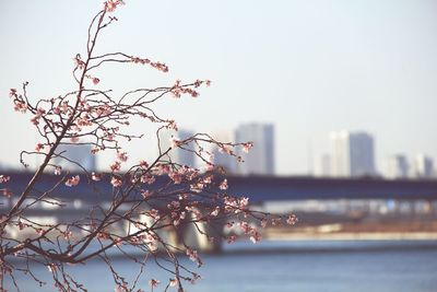 Close-up of plant with bridge over river in background