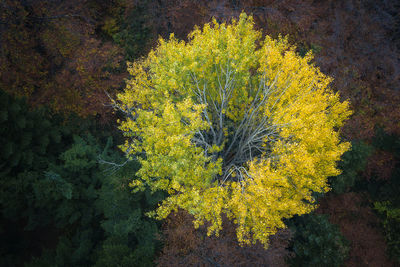 High angle view of trees at forest during autumn