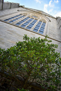 Low angle view of tree against building