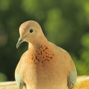 Close-up of a bird