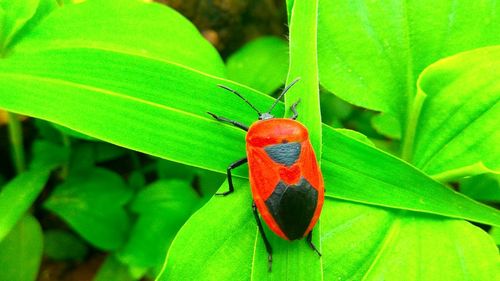 Close-up of ladybug on leaf