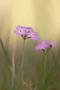 Close-up of purple flowering plant