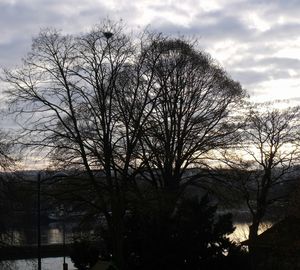 Silhouette bare trees against sky