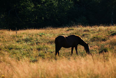 Horse standing in a field