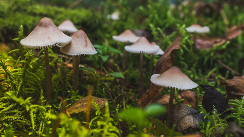 Close-up of mushrooms growing on field