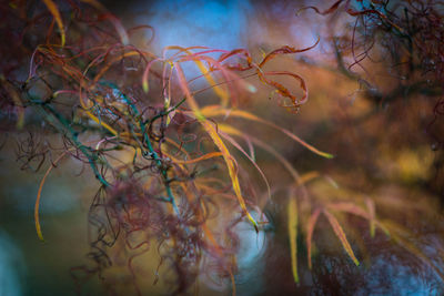 Close-up of plants against the sea