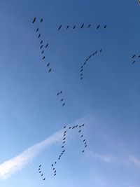 Low angle view of birds flying in sky