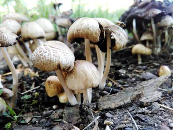 Close-up of mushrooms growing on field