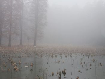 Panoramic view of lake against trees