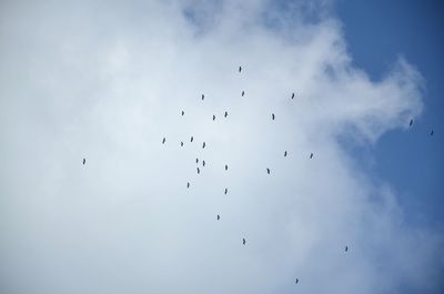 Low angle view of birds flying in sky