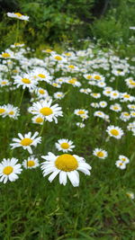 Close-up of flowers growing in field