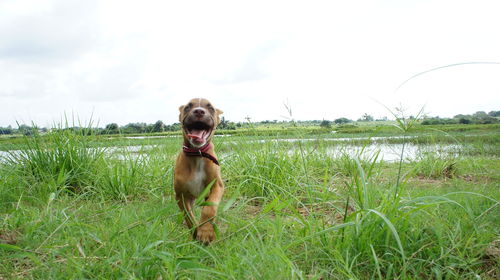 Dog on field against sky