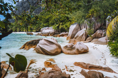 Rocks by sea against trees in forest