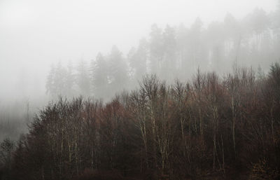 Trees in forest during foggy weather