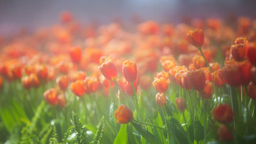 Close-up of red tulips