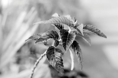 Close-up of dried plant