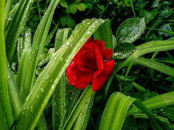 Close-up of wet red flower blooming outdoors