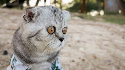Close-up portrait of a cat