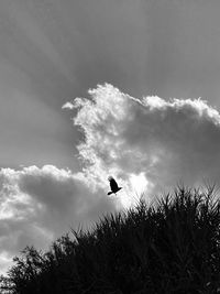 Low angle view of bird flying against sky