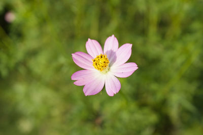 Close-up of pink cosmos flower