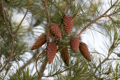 Close-up of pine tree during winter