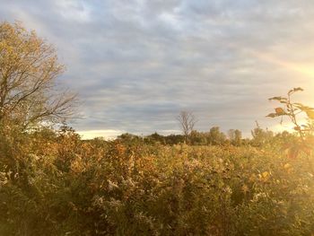 Scenic view of flowering trees on field against sky