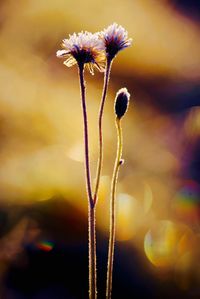 Close-up of flowers blooming outdoors during sunset