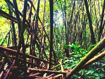 Bamboo trees against sky