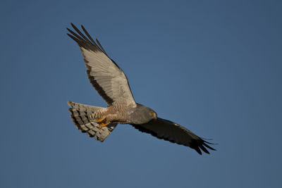 Low angle view of eagle flying in sky