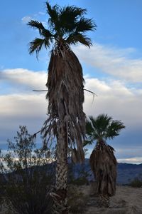 Palm tree against sky