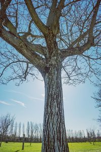 Tree on field against sky