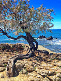 Close-up of tree on beach against sky