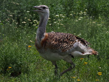 Duck on grassy field