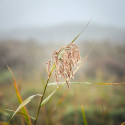 Close-up of wilted plant on field