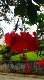 Close-up of red hibiscus blooming outdoors