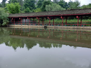 Reflection of trees in water