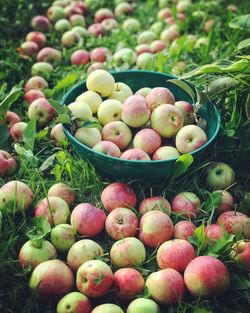High angle view of apples