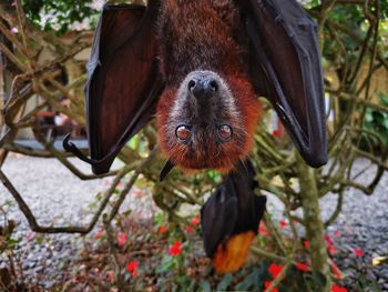 Fruit bat hanging in a bush